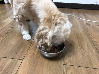 [펫토리아]오스트리아산 강아지 대용량주식캔 빌리 — 5점을 준 리뷰어가 2019년 8월 올린 사용 사진