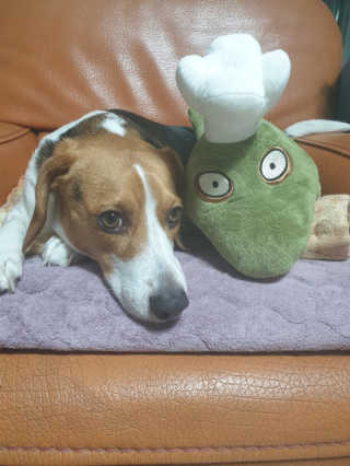 beaglelove님이 올린 리뷰 사진 1