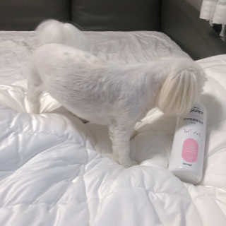 미자펫 반려동물탈취제 500ml — 5점을 준 리뷰어가 2018년 8월 올린 사용 사진