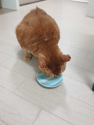 펫프렌즈 생고기가 한봉지 가득 원츄 50g — 5점을 준 리뷰어가 2020년 1월 올린 사용 사진
