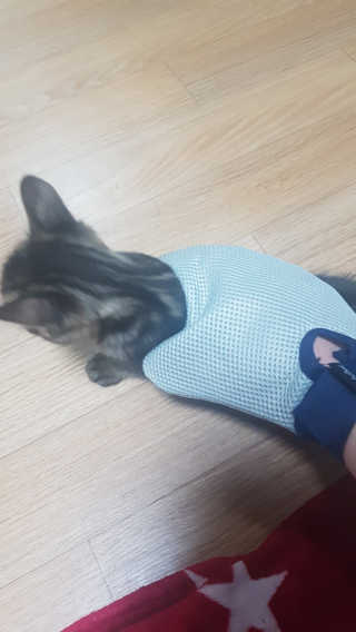 Four paws 리뉴얼 포포즈 매직코트 털 제거 브러쉬 — 3.5점을 준 리뷰어가 2018년 8월 올린 사용 사진