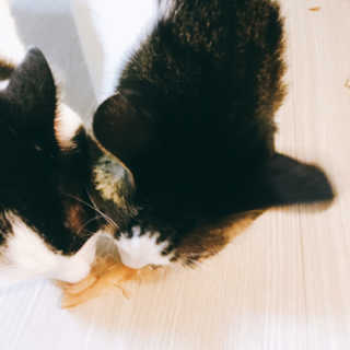 냐냐님이 올린 리뷰 사진 2
