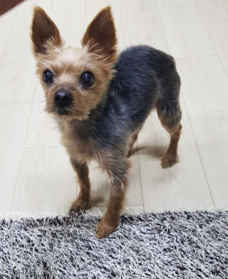 [펫토리아]살균뚝딱 강아지 고양이 살균소독제 탈취제 — 4점을 준 리뷰어가 2019년 10월 올린 사용 사진