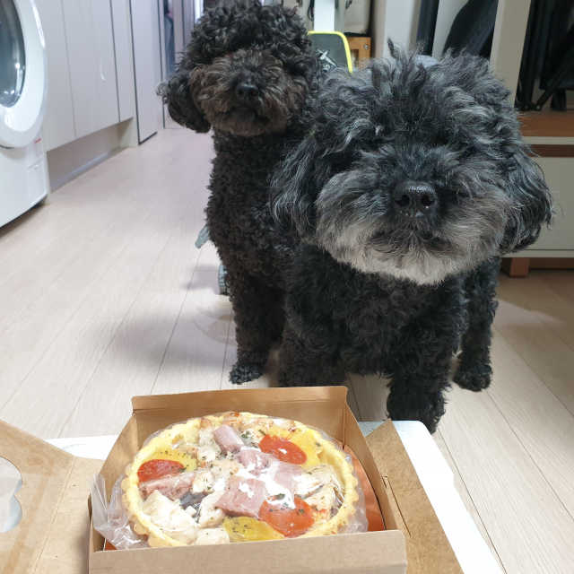 강아지 미니 피자 리뷰 사진