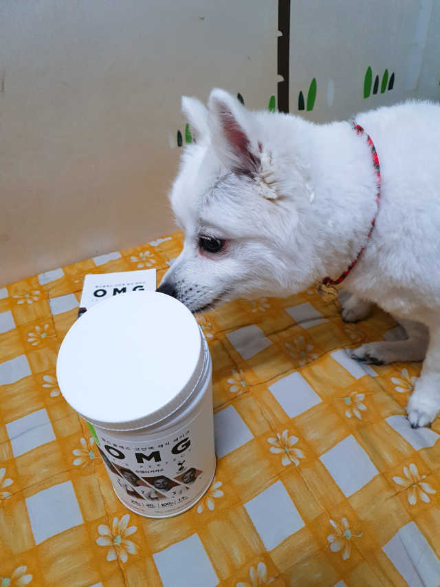 올가니카 오엠지 카카오 리뷰 사진