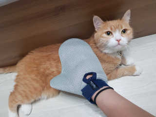 Four paws 리뉴얼 포포즈 매직코트 털 제거 브러쉬 — 5점을 준 리뷰어가 2018년 8월 올린 사용 사진