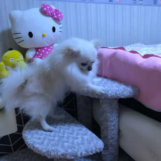 [펫토리아] 한탭뚝딱 강아지계단 BEST 모음 — 5점을 준 리뷰어가 2019년 1월 올린 사용 사진