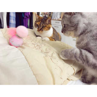호고미야님이 올린 리뷰 사진 2