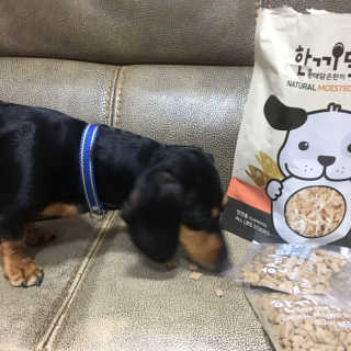 [펫토리아] 맛도 영양도 BEST 한끼뚝딱 강아지 사료 — 4.5점을 준 리뷰어가 2019년 4월 올린 사용 사진