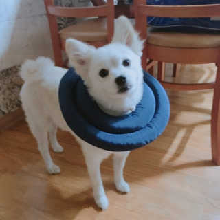요이알라뷰님이 올린 리뷰 사진 1