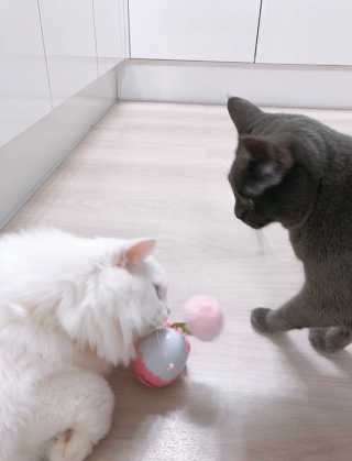 뿅아리님이 올린 리뷰 사진 2