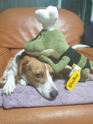 beaglelove님이 올린 리뷰 사진 2