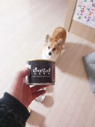 [펫토리아] BEST 한캔뚝딱 강아지 캔간식 — 5점을 준 리뷰어가 2019년 3월 올린 사용 사진