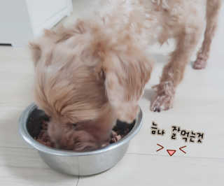 [펫토리아] BEST 한캔뚝딱 강아지 캔간식 — 4.33점을 준 리뷰어가 2019년 3월 올린 사용 사진