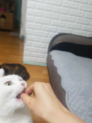 펫츠플레이트 동결건조간식 기호성 테스트 8종 — 5점을 준 리뷰어가 2018년 5월 올린 사용 사진