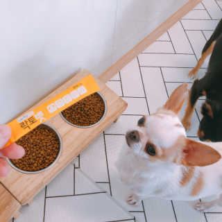 유산균하우스 [프로바이오닉]락토벳 — 5점을 준 리뷰어가 2019년 2월 올린 사용 사진