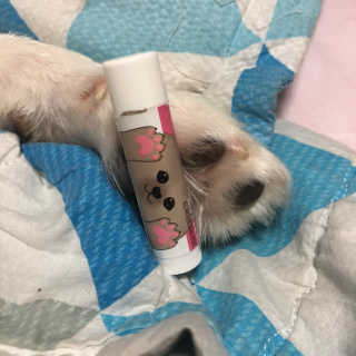 더블리스풀독 샤이니 포우 버터 0.15oz [천연 발바닥 보호제] — 4.5점을 준 리뷰어가 2018년 7월 올린 사용 사진