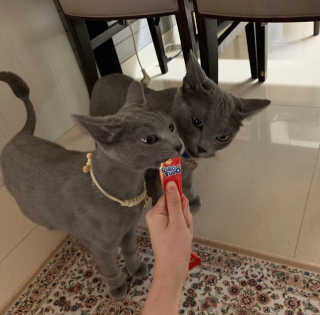 펫토리아 짜먹는 토로토로 고양이 파우치 간식 — 5점을 준 리뷰어가 2019년 6월 올린 사용 사진