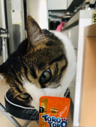 펫토리아 짜먹는 토로토로 고양이 파우치 간식 — 5점을 준 리뷰어가 2019년 6월 올린 사용 사진