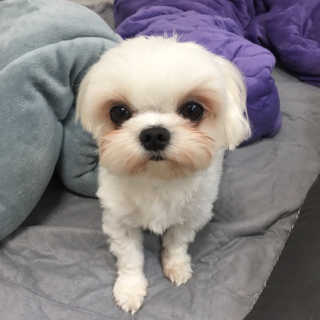 강아지스토리 포인원 모이스처 미스트 100ml — 4.67점을 준 리뷰어가 2018년 11월 올린 사용 사진