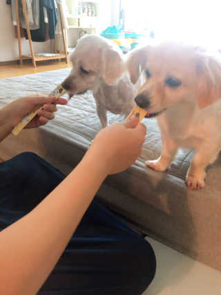 [펫토리아]짜먹는 한입뚝딱 강아지.고양이 마약간식 — 5점을 준 리뷰어가 2019년 8월 올린 사용 사진