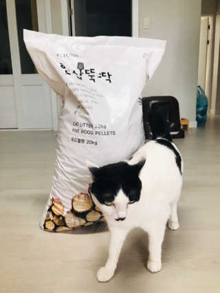 [펫토리아]한삽뚝딱 고양이모래 우드펠렛 흡수형 베딩 — 5점을 준 리뷰어가 2019년 6월 올린 사용 사진
