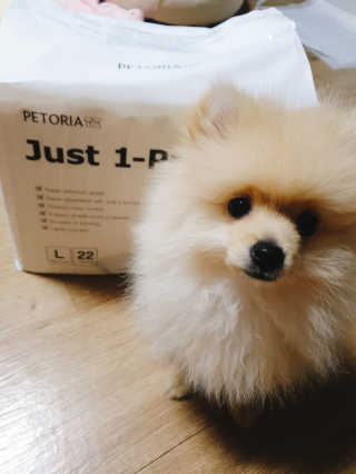 [펫토리아] 한장뚝딱 울트라 탈취패드 배변패드 22매 — 4점을 준 리뷰어가 2020년 2월 올린 사용 사진
