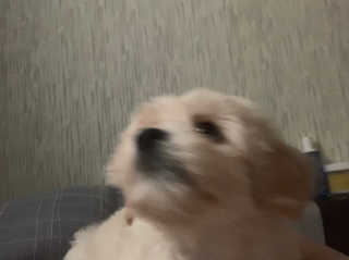 다슈코리아 다슈 클래식 타이거 레이지 수성 포마드 — 3점을 준 리뷰어가 2019년 6월 올린 사용 사진