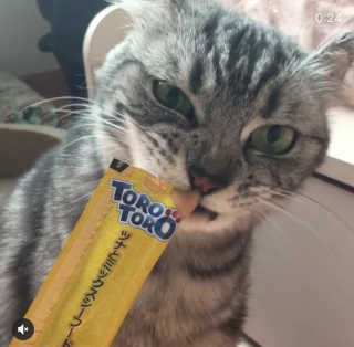 펫토리아 짜먹는 토로토로 고양이 파우치 간식 — 5점을 준 리뷰어가 2019년 6월 올린 사용 사진