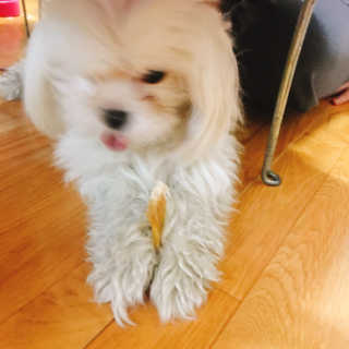 [펫토리아] 한입뚝딱 강아지 수제간식 BEST 5종 — 5점을 준 리뷰어가 2019년 2월 올린 사용 사진
