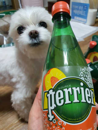 페리에 피치 500ml PET — 5점을 준 리뷰어가 2019년 11월 올린 사용 사진