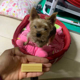 쉬미님이 올린 리뷰 사진 1