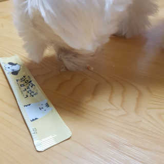 [펫토리아] 강아지,고양이겸용 짜먹는 한입뚝딱 — 4.5점을 준 리뷰어가 2019년 1월 올린 사용 사진