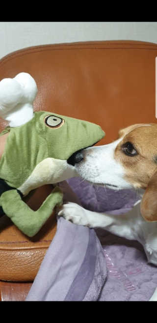 beaglelove님이 올린 리뷰 사진 1