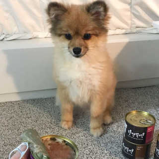 [펫토리아] 한캔뚝딱 강아지 주식캔 12종 콤보 — 5점을 준 리뷰어가 2019년 8월 올린 사용 사진