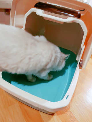 [펫토리아] BEST 한큐뚝딱 고양이 후드형 화장실 — 4.5점을 준 리뷰어가 2019년 1월 올린 사용 사진