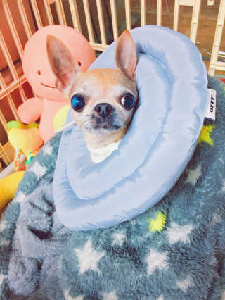 아르르 UFO 넥카라 (navy, gray) — 4.67점을 준 리뷰어가 2017년 10월 올린 사용 사진