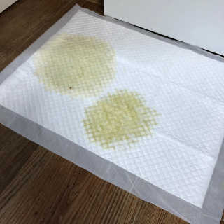 페츠모아 냄새잡는 요술배변패드 — 5점을 준 리뷰어가 2020년 3월 올린 사용 사진