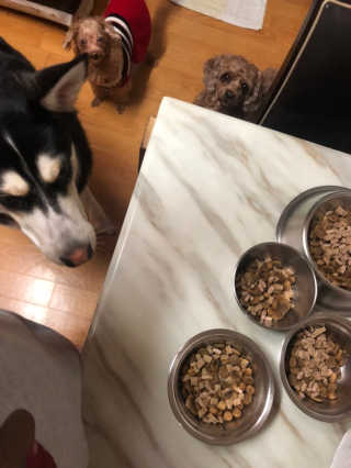 [펫토리아] 맛도 영양도 BEST 한끼뚝딱 강아지 사료 — 5점을 준 리뷰어가 2019년 4월 올린 사용 사진