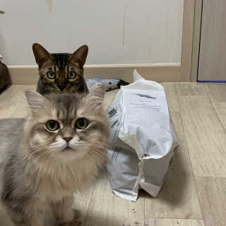 [펫토리아]한삽뚝딱 프리미엄 고양이 두부모래 — 1점을 준 리뷰어가 2019년 8월 올린 사용 사진