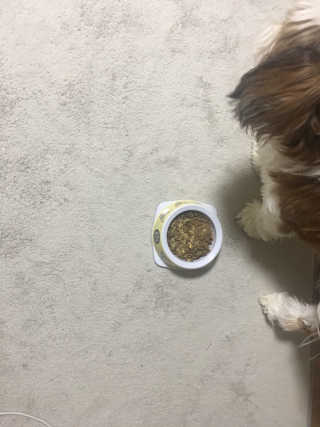 [펫토리아] 맛도 영양도 BEST 한끼뚝딱 강아지 사료 — 5점을 준 리뷰어가 2018년 12월 올린 사용 사진