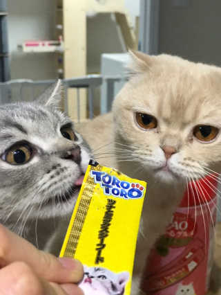 펫토리아 짜먹는 토로토로 고양이 파우치 간식 — 5점을 준 리뷰어가 2019년 6월 올린 사용 사진
