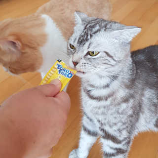 펫토리아 짜먹는 토로토로 고양이 파우치 간식 — 5점을 준 리뷰어가 2019년 6월 올린 사용 사진