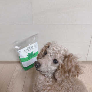 [펫토리아] BEST 한입뚝딱 실속형 강아지 덴탈껌 — 5점을 준 리뷰어가 2019년 2월 올린 사용 사진