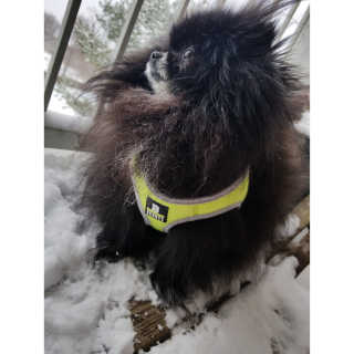Peepingpomeranian님이 올린 리뷰 사진 1
