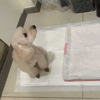 펫토리아 한장뚝딱 NEW 프리미엄 국내산 배변패드 — 5점을 준 리뷰어가 2019년 5월 올린 사용 사진