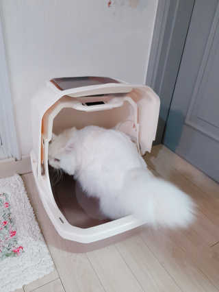 [펫토리아] BEST 한큐뚝딱 고양이 후드형 화장실 — 5점을 준 리뷰어가 2019년 1월 올린 사용 사진