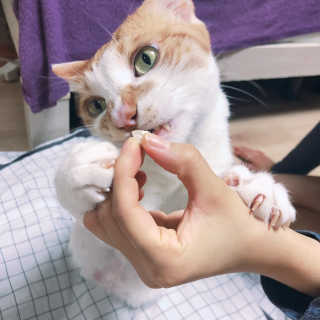 펫츠플레이트 동결건조간식 기호성 테스트 8종 — 5점을 준 리뷰어가 2018년 5월 올린 사용 사진