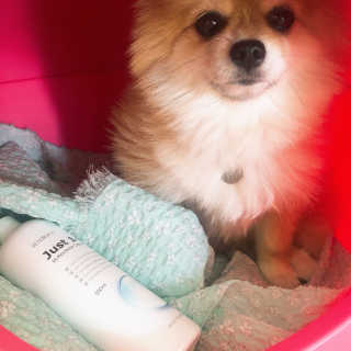 [펫토리아] 뚝딱케어 강아지 고양이 다목적세정제 — 4.5점을 준 리뷰어가 2020년 2월 올린 사용 사진