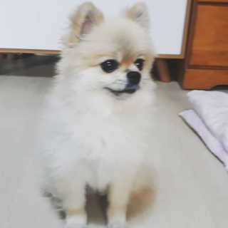 베츠 고메스톡 2종 강아지츄르 사료, 물 전용토핑육수 — 3점을 준 리뷰어가 2019년 7월 올린 사용 사진